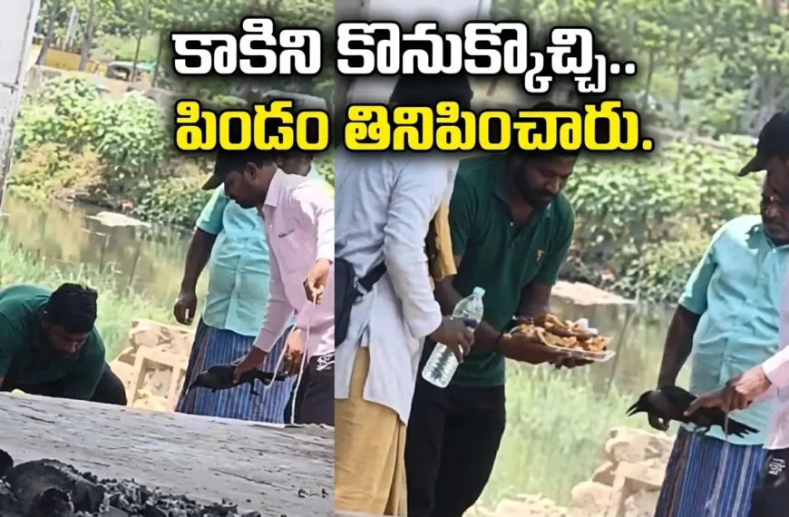 hyderabad-crow-news