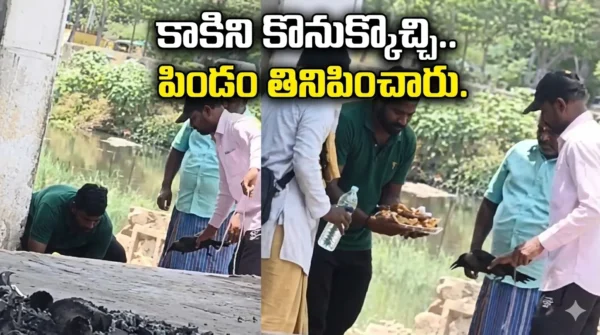 hyderabad-crow-news